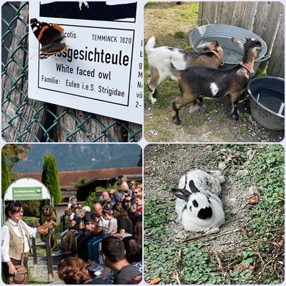 Source: Alion Institute, Buchs SG Birds of Prey Park